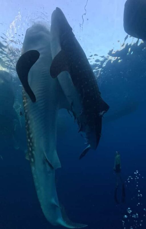 From Lombok: 2-Day Sumbawa Tour & Swim with Whale Sharks - An Authentic Indonesian Adventure from Lombok to Sumbawa