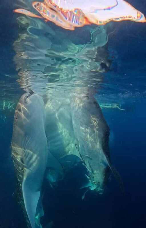 From Lombok: 2-Day Sumbawa Tour & Swim with Whale Sharks - The Sum Up