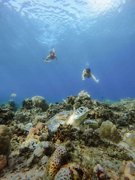 from-lombok-3-gili-islands-private-snorkeling-adventure