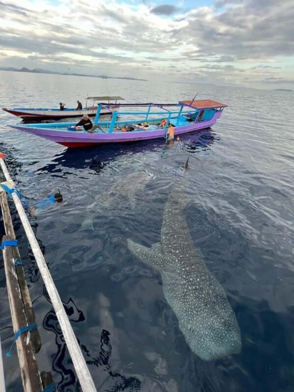 From Lombok,Sumbawa Whale Shark Tour 2D1N - An In-Depth Look at the 2-Day Sumbawa Whale Shark Tour
