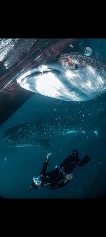 From Lombok,Sumbawa Whale Shark Tour 2D1N - FAQs