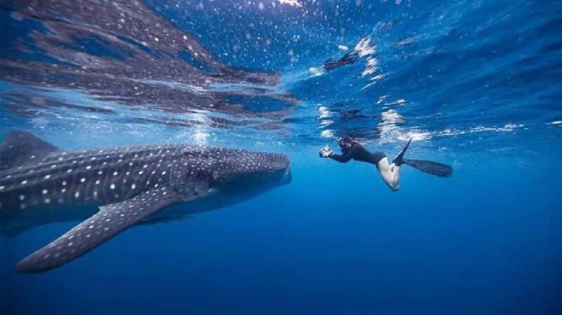From Lombok,Sumbawa Whale Shark Tour 2D1N - Final Thoughts