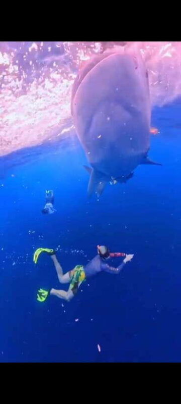 from-lomboksumbawa-whale-shark-tour-2d1n