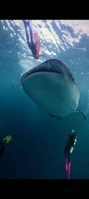 from-lomboksumbawa-whale-shark-tour-2d1n