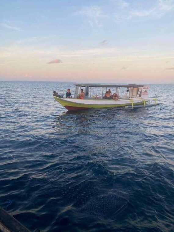 from-lomboksumbawa-whale-shark-tour-2d1n