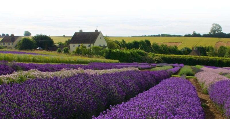 from-london-cotswolds-country-pub-lunch-lavender-fields