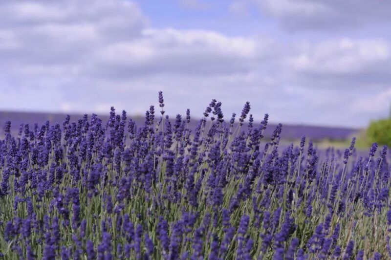 from-london-cotswolds-country-pub-lunch-lavender-fields