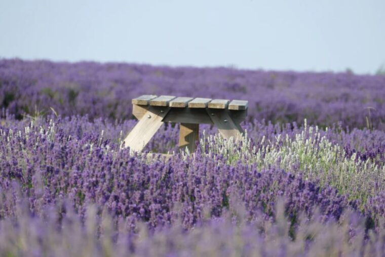 from-london-cotswolds-country-pub-lunch-lavender-fields