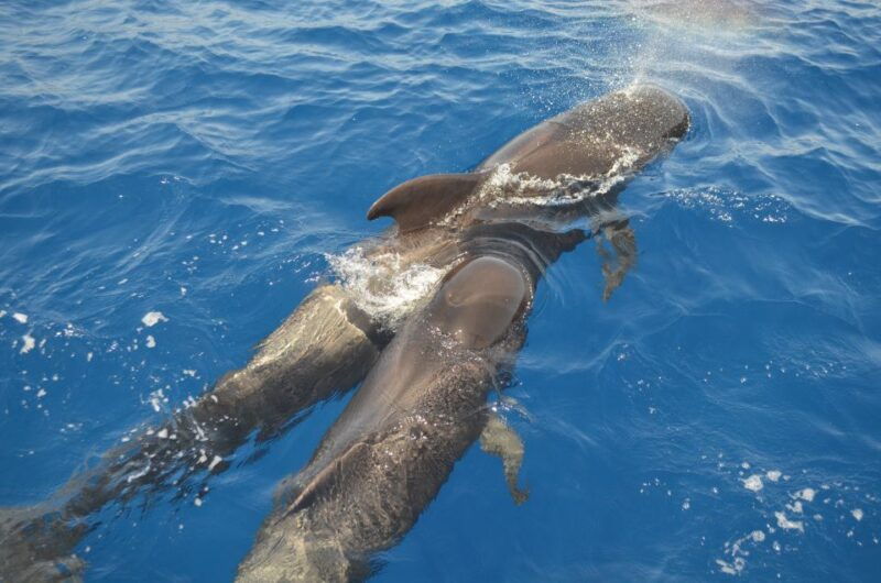 from-los-gigantes-whale-watching-sailboat-cruise