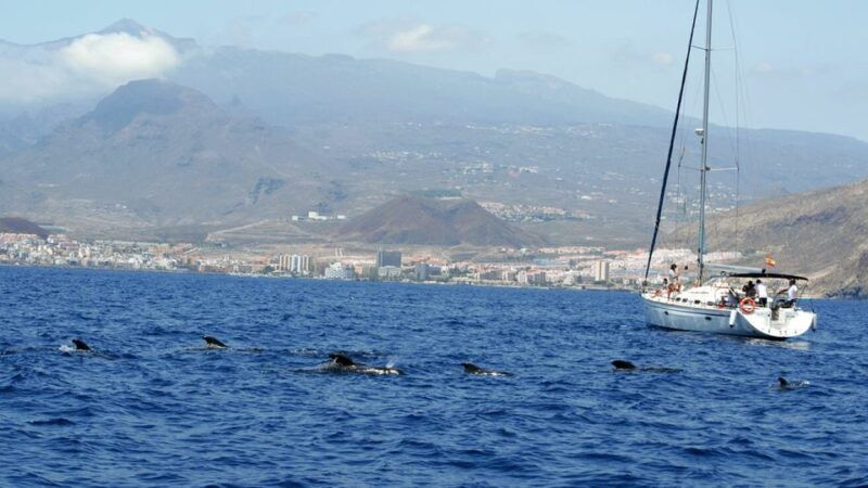 from-los-gigantes-whale-watching-sailboat-cruise