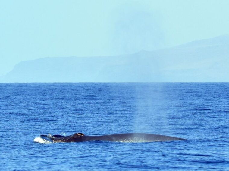 from-los-gigantes-whale-watching-sailboat-cruise