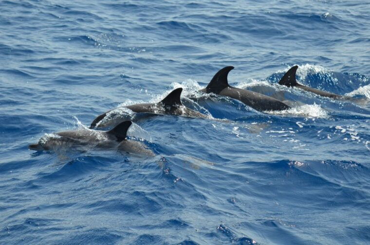 from-los-gigantes-whale-watching-sailboat-cruise