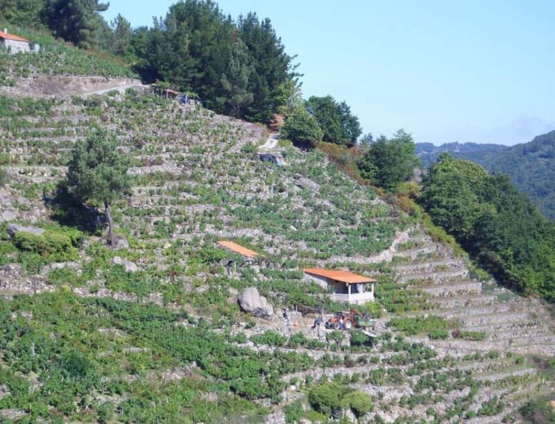 From Lugo: Half day excursion to Ribeira sacra - Key Points