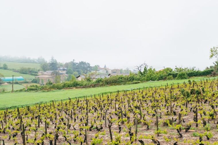 from-lyon-beaujolais-wine-tasting-day-tour