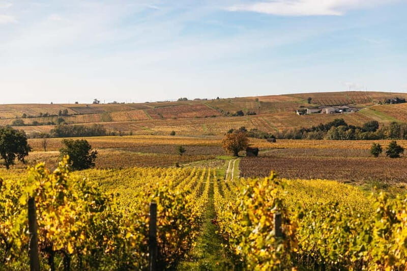 From Lyon: Beaujolais Wine Tour with Tastings - Unpacking the Experience: What Makes the Tour Special