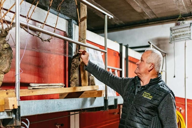 From Lyon: Golden Stones Beaujolais Wine Tasting Tour - Pricing and Value
