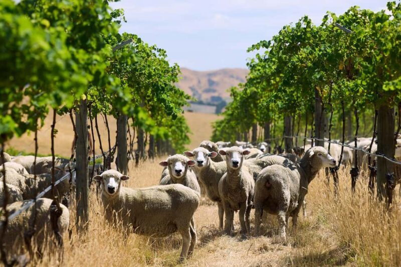 From Lyttelton: Private Wine Tour & Chefs Degustation - A Closer Look: What to Expect on This Private Wine Tour