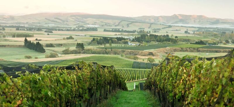 From Lyttelton: Private Wine Tour & Chefs Degustation - Why This Tour Works (And Who It’s For)