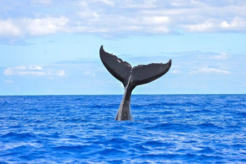 from-maalaea-afternoon-whale-watch-tour-aboard-the-malolo
