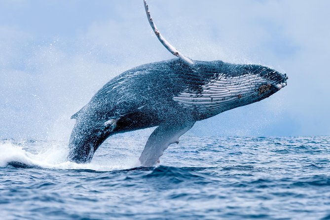 from-maalaea-harbor-whale-watch-cruise-aboard-the-malolo