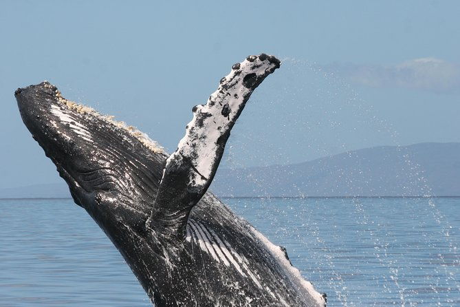 from-maalaea-harbor-whale-watch-cruise-aboard-the-malolo