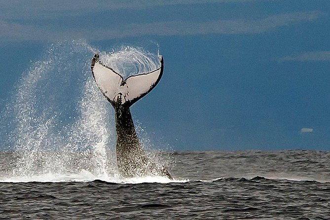 from-maalaea-harbor-whale-watch-cruise-aboard-the-malolo