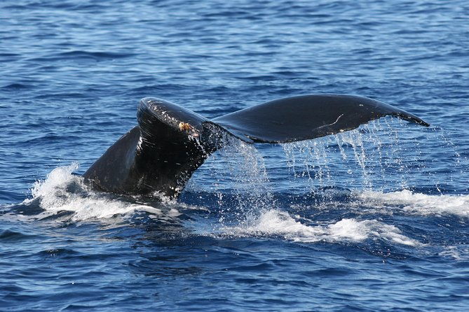 from-maalaea-harbor-whale-watch-cruise-aboard-the-malolo
