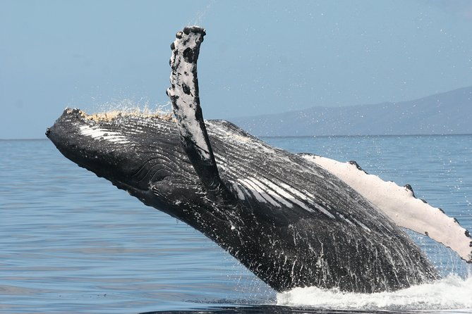 from-maalaea-harbor-whale-watch-cruise-aboard-the-malolo