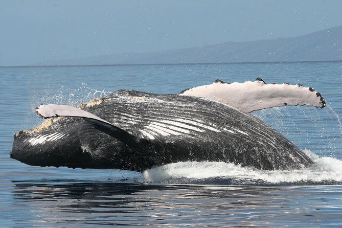 from-maalaea-harbor-whale-watch-cruise-aboard-the-malolo
