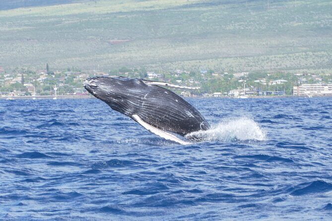 From Maalaea Harbor: Whale Watching Tours Aboard Winona Catamaran - Frequently Asked Questions