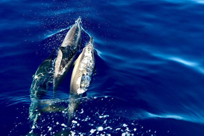 from-maalaea-turtle-town-snorkel-on-quicksilver