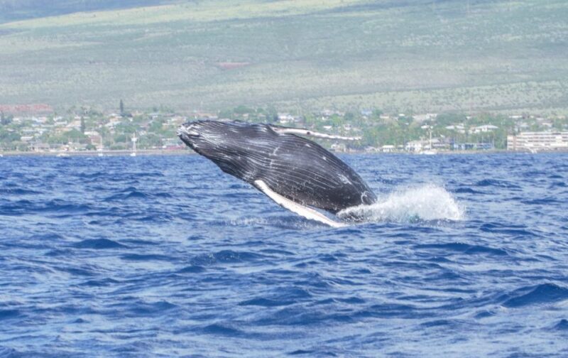 From Maalaea: Whale Watching Catamaran Cruise with Drinks - Introduction to the Experience