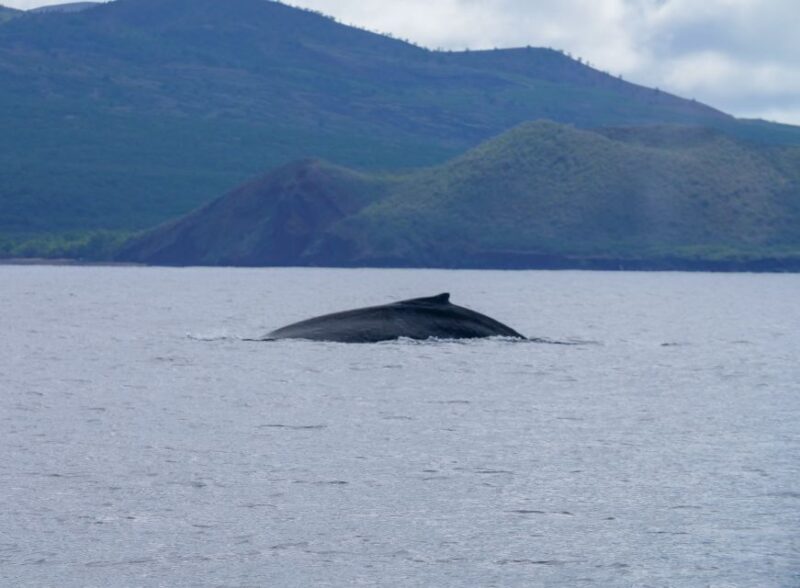 From Maalaea: Whale Watching Catamaran Cruise with Drinks - Who Will Love This Tour?