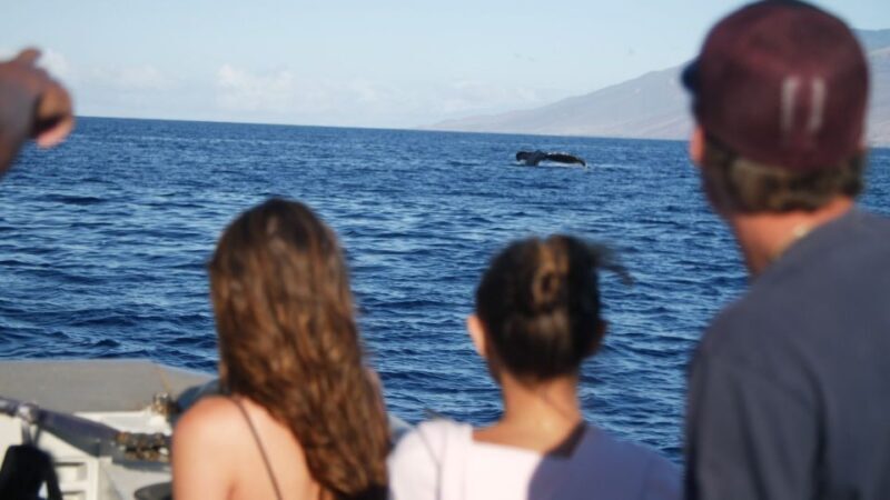 From Maalaea: Whale Watching Catamaran Cruise with Drinks - Final Thoughts