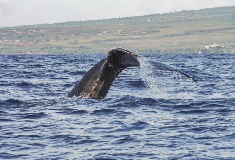 From Maalaea: Whale Watching Catamaran Cruise with Drinks - FAQ