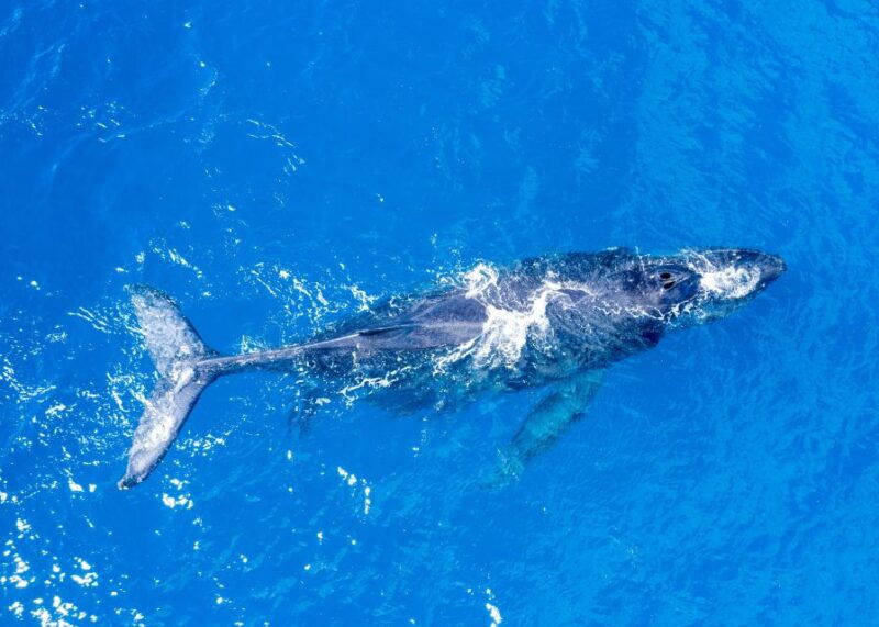 from-maalaea-whale-watching-catamaran-cruise-with-drinks