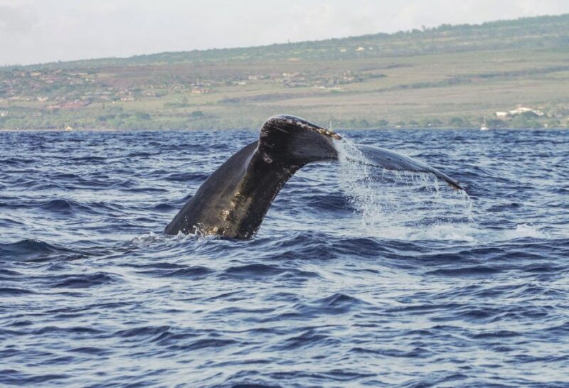 from-maalaea-whale-watching-catamaran-cruise-with-drinks