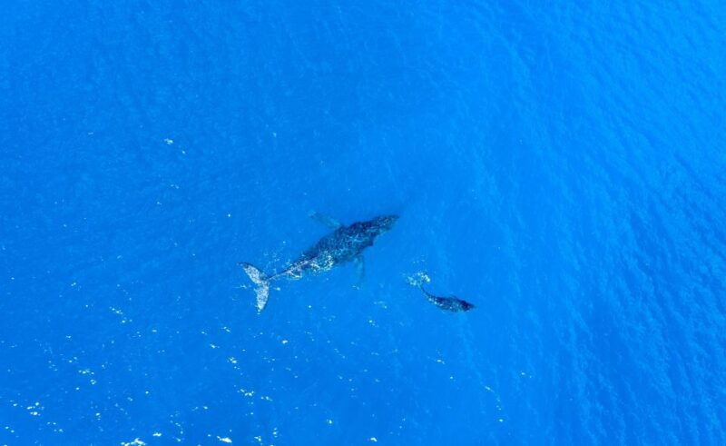 from-maalaea-whale-watching-catamaran-cruise-with-drinks
