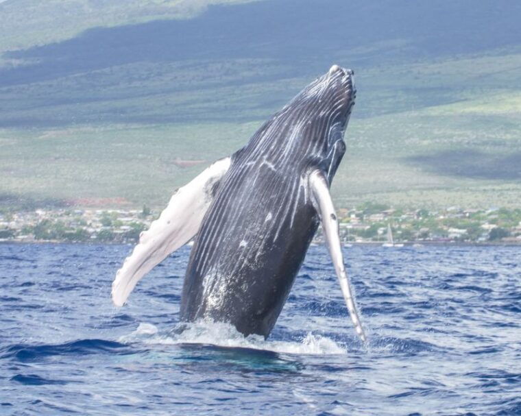 from-maalaea-whale-watching-catamaran-cruise-with-drinks