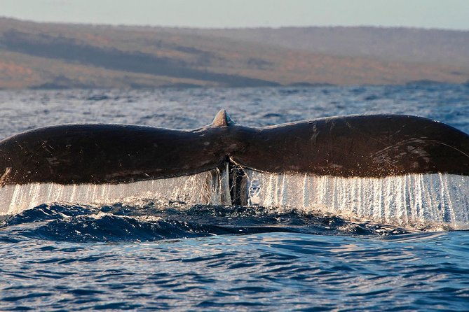 from-maalaea-whale-watching-tour-aboard-the-quicksilver
