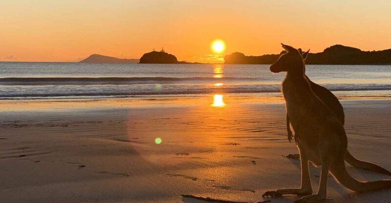 From Mackay: Wallabies on the Beach Sunrise Trip - Key Points