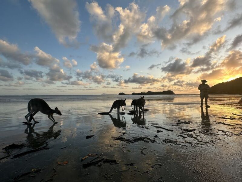 From Mackay: Wallabies on the Beach Sunrise Trip - The Sum Up