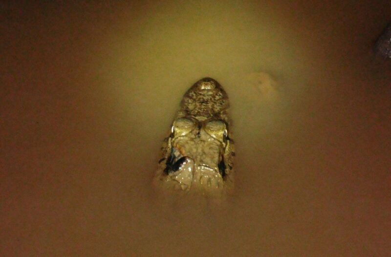 from-madre-de-dios-night-trekking-in-the-amazon-rainforest