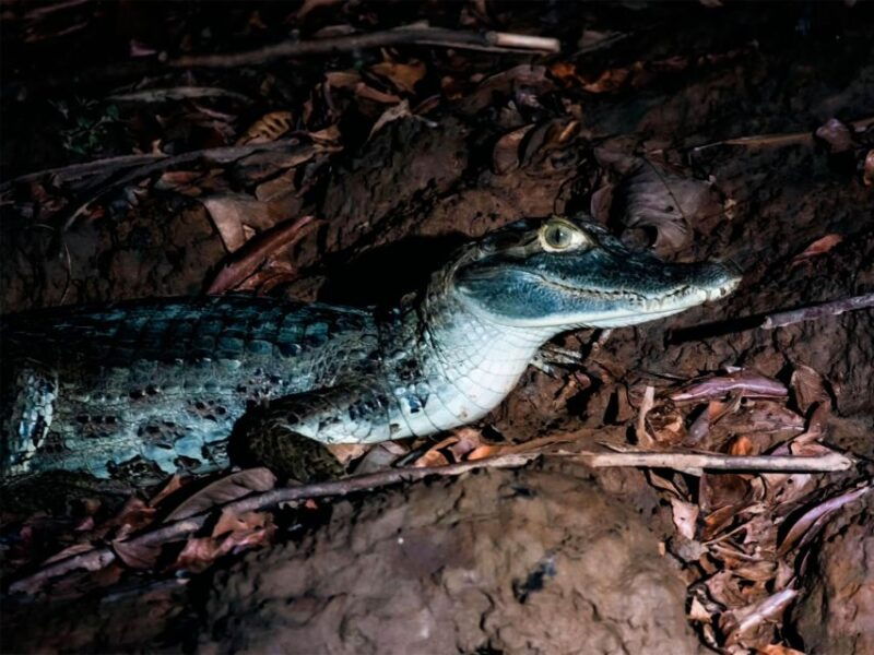 from-madre-de-dios-night-trekking-in-the-amazon-rainforest