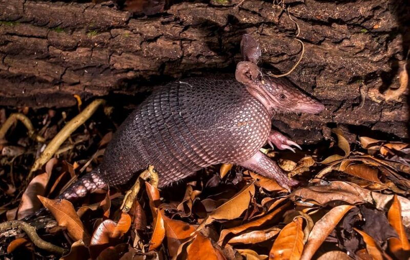 from-madre-de-dios-night-walk-in-the-amazon-rainforest