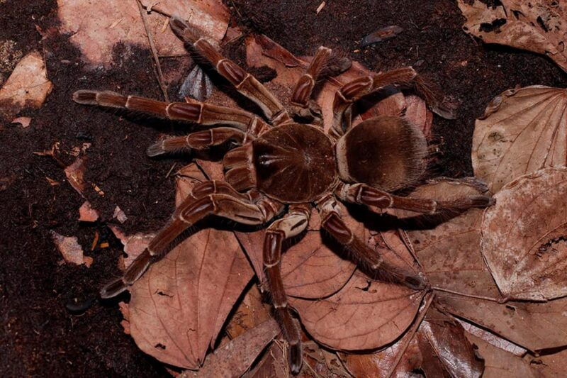 from-madre-de-dios-night-walk-in-the-amazon-rainforest