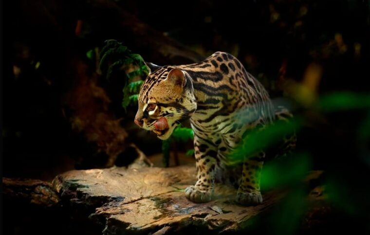 from-madre-de-dios-night-walk-in-the-amazon-rainforest