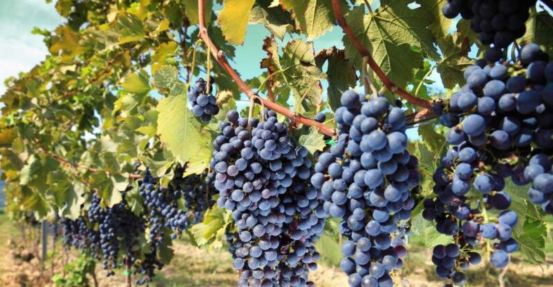 from-madrid-alcala-de-henares-winery-tour-wine-tasting