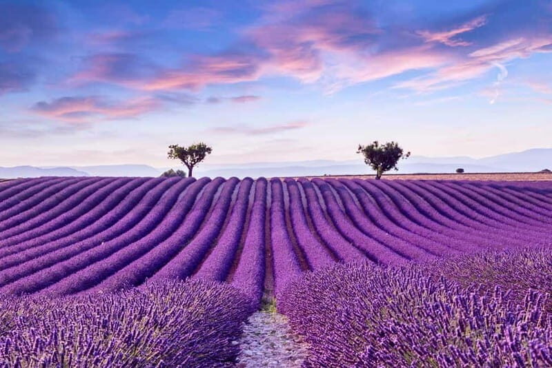 From Madrid: Brihuega Lavender Fields Guided Tour - The Sum Up