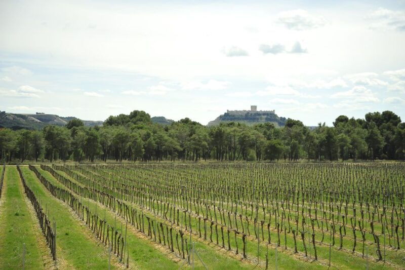 from-madrid-ribera-del-duero-tour-of-3-different-wineries